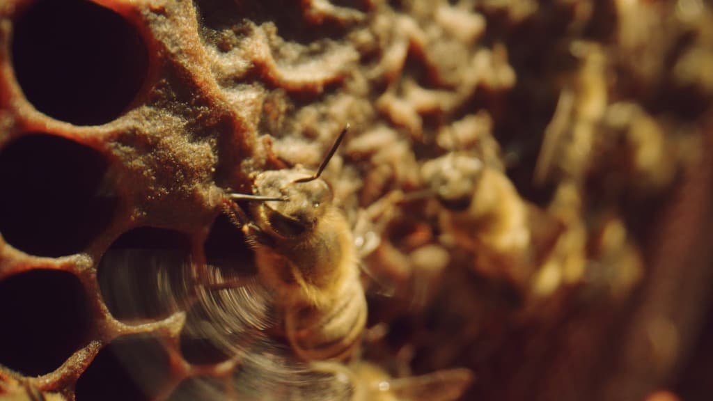 From Ashes Part I: Land of the Honey Bug film still 4