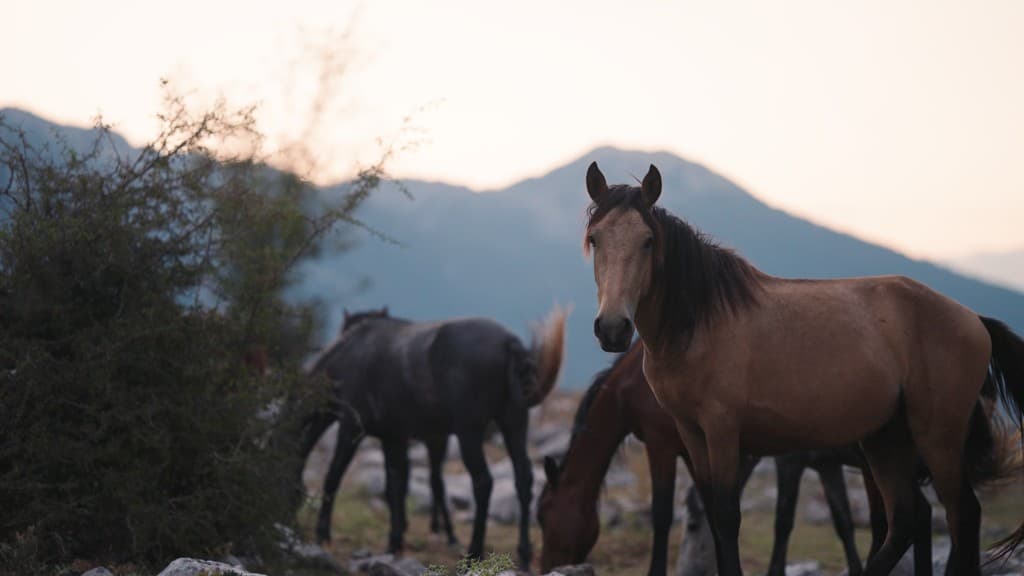 From Ashes Part II: The Mountainside of Ormana film still 4